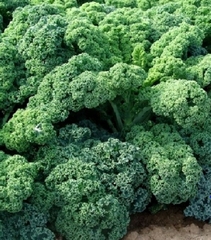 Hạt giống rau cải xoăn xanh - cải kale xanh