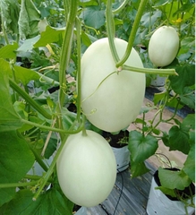 Hạt Giống Dưa Lê Bạch Tuyết