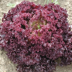 Hạt Giống Rau Xà Lách Xoăn Tím Cao Sảo - Gói 1 gram
