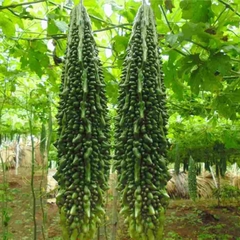 Hạt Giống Khổ Qua Trái Xanh F1