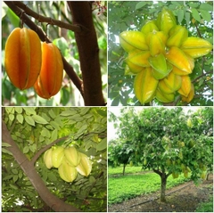 Hạt giống Cây khế ngọt - gói 5 hạt