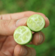 Hạt Giống Dưa Hấu Tí Hon