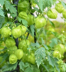 Hạt Giống Cây Rau Tầm Bóp