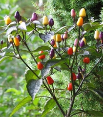 Hạt Giống Ớt Kiểng Ngũ Sắc
