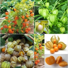 Hạt Giống Thù Lù Nam Mỹ Gold