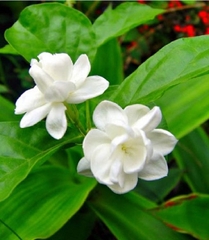 Hạt Giống Hoa Nhài ( Hoa Lài )