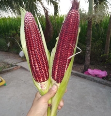 Hạt Giống Ngô Nữ Hoàng Đỏ F1