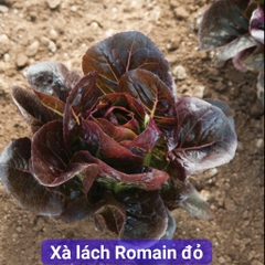 Hạt Giống Xà Lách ROMAINE Đỏ - Gói 0.2gram