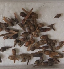 Hạt Giống Cây Phong Lá Đỏ
