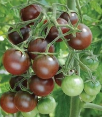 Hạt Giống Cà Chua Bi Socola F1 (Cà Chua Cherry)