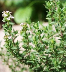 Hạt giống Cỏ Xạ Hương Thyme