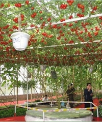 Hạt Giống Cà Chua Leo Giàn - Cà Chua Bạch Tuộc