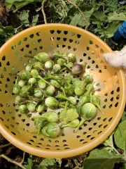 Hạt Giống Cà Đắng Tây Nguyên