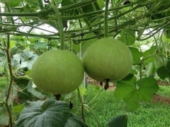 Hạt Giống Bầu Quả Tròn F1