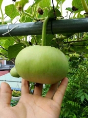 Hạt Giống Bầu Quả Tròn F1