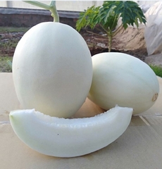 Hạt Giống Dưa Lê Bạch Tuyết