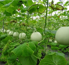 Hạt Giống Dưa Lê Siêu Ngọt F1