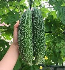 Hạt Giống Khổ Qua Trái Xanh F1