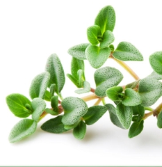 Hạt giống Cỏ Xạ Hương Thyme