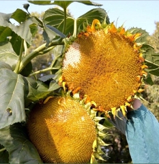 Hạt Giống Hoa Hướng Dương Thu Hạt