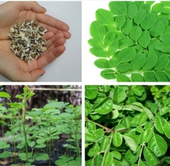 Hạt Giống Cây Chùm Ngây F1
