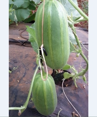 Hạt Giống Dưa Lê Thơm Hàn Quốc F1