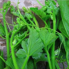 Hạt Giống Bí Siêu Ngọn Cao Sản