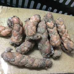 Củ Giống Hoa Bướm Đêm - Combo 10 củ