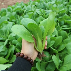 Hạt giống rau cải chíp cao sản
