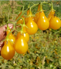 Hạt Giống Cà Chua Bi Trái Lê Vàng