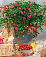 Hạt Giống Dâu Tây Đỏ Chịu Nhiệt