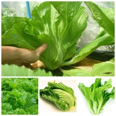 Hạt Giống Cải Bẹ Dưa Cao Sản