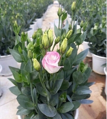 Hạt Giống Hoa Cát Tường Nhiều Màu
