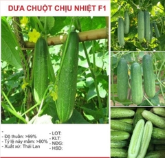 Hạt Giống Dưa Chuột Chịu Nhiệt F1