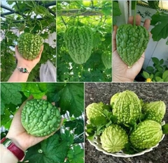Hạt Giống Khổ Qua Trái Tim F1