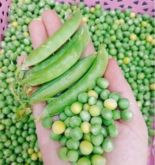 Hạt Giống Đậu Hà Lan Lấy Hạt