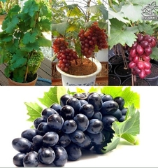 Hạt Giống Nho Lùn Pháp