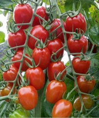 Hạt Giống Cà Chua Bi Đỏ (Cà Chua Cherry) F1
