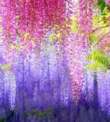 Hạt Giống Hoa Tử Đằng Nhiều Màu