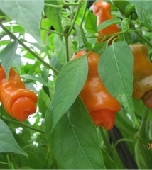 Hạt Giống Ớt Cu Tí ( Ớt Peter )