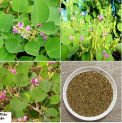 Hạt Giống Kim Tiền Thảo