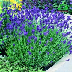 Hạt Giống Hoa Oải Hương ( Lavender)