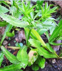 Hạt Giống Rau Ngò Gai ( Mùi Tàu )