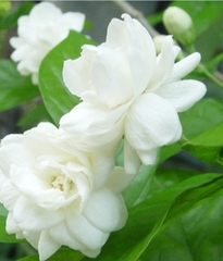 Hạt Giống Hoa Nhài ( Hoa Lài )