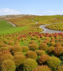 Hạt giống Cỏ Đổi Màu Nhật Bản Kochia