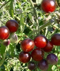 Hạt Giống Cà Chua Bi Socola F1 (Cà Chua Cherry)