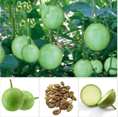 Hạt Giống Dưa Hấu Nụ - Dưa Hồng - Dưa Canh