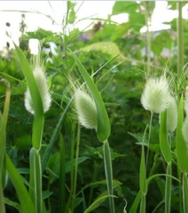 Hạt Giống Cỏ Đuôi Thỏ