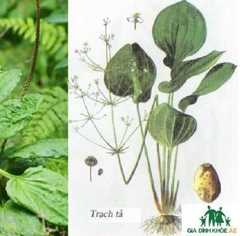 Hạt Giống Trạch Tả