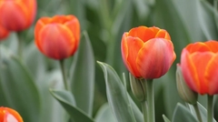 Bộ 5 củ giống hoa tulip hoa màu cam